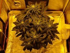 skunk