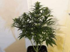 skunk1.1