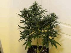 Skunk1