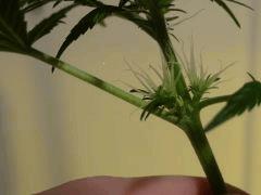 skunk herma 1