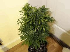 Skunk triso