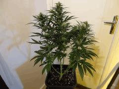 skunk1