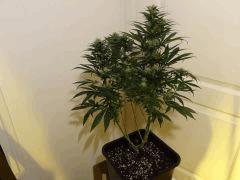 skunk1