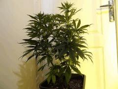 Skunk Pro