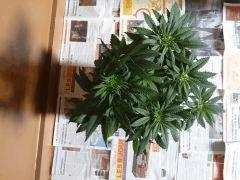 skunk 1