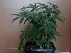 skunk triso Pro