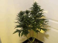 Skunk
