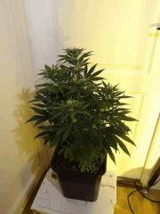 Skunk