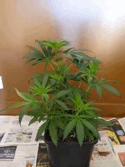 skunk triso profil
