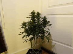 Skunk triso1