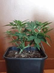 skunk 1 profil