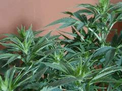 gokunk pistil
