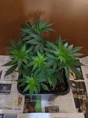 skunk 1