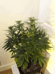 Skunk budz