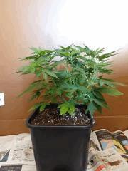 black bomb 2 profil