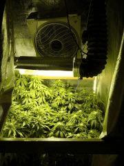 full 3