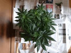 skunk 1