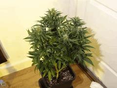 Skunk 1