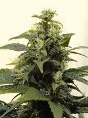 Skunk 1.2