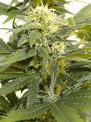 Skunk1.4