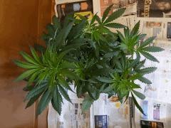 skunk triso