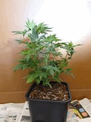 black bomb 1 profil