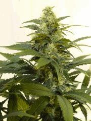 Skunk1.2