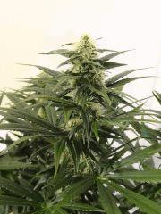 Skunk1.2
