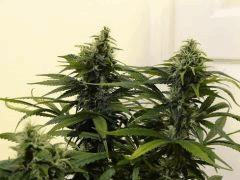 Skunk triso1.1