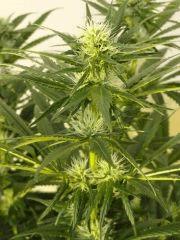 apex skunk