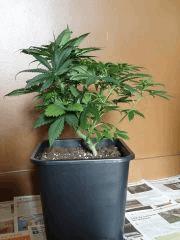 skunk 1 Pro