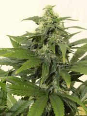 Skunk1.1