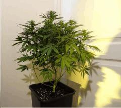 gokunk budz