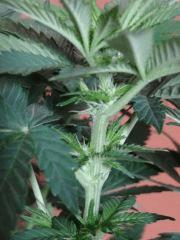 Bb2 pistil