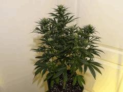 Skunk