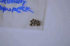 seedblackberrytrainwreck