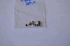seedtriplenova