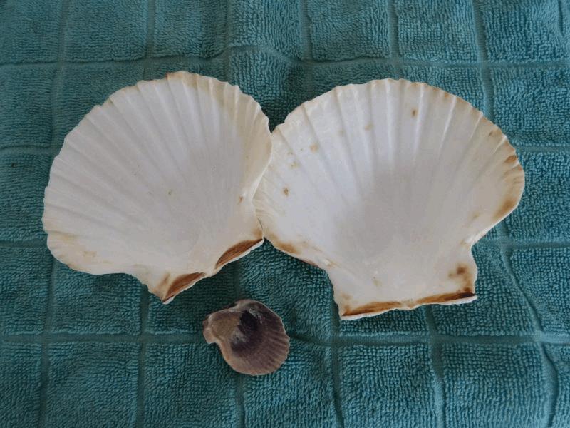 med_gallery_839640_4772_273618.jpg