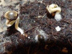 P1160083aaa