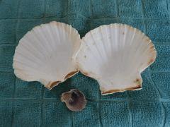 P1100439aaa