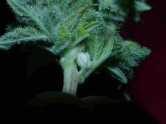 P1150311aaa