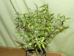 P1200048aaa
