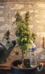 Bubble Gum TH Seed