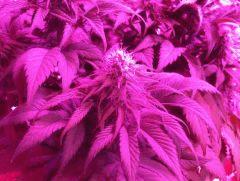 F+38 bubble brain 3