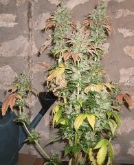 Bubble Gum TH Seed