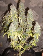 Bubble Brain