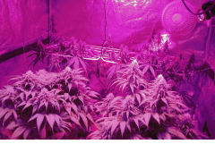 F  38 bubble brain + gawharli jungli