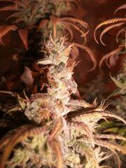 Bubble Gum TH Seed