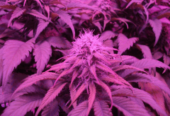 F  38 bubble brain (2)