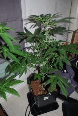 Skunk